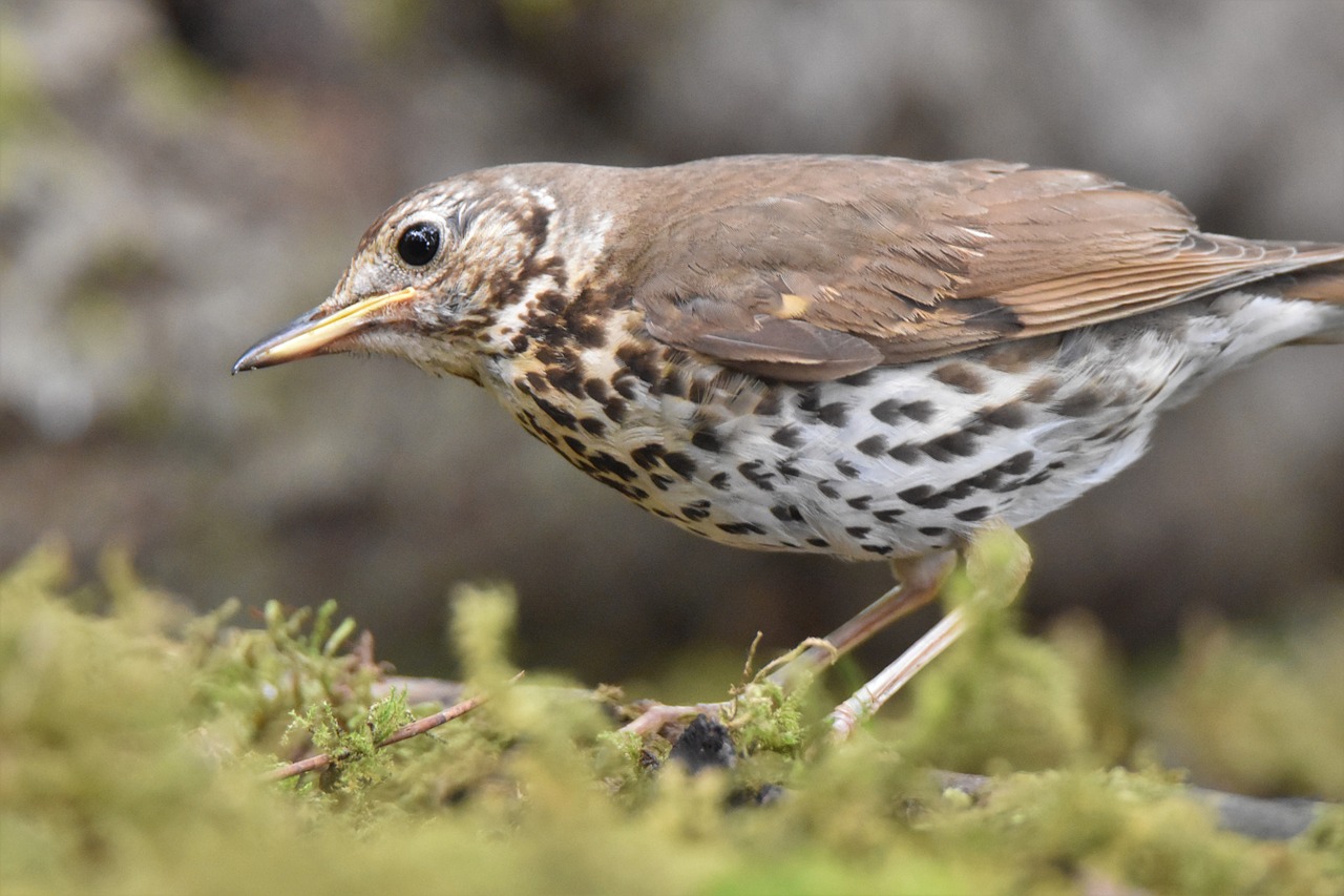 Song Thrush, Bird, Animal, Avian (Pixabay)